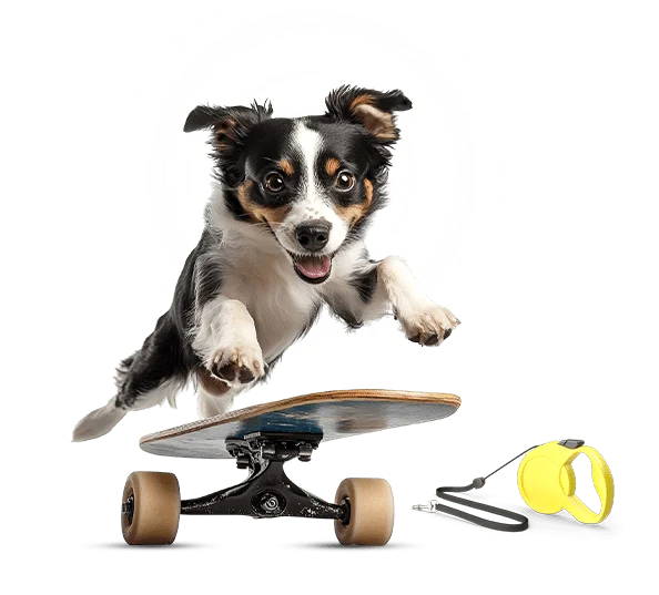 Petit chien dynamique faisant du skateboard - La vision de Petzy.ma pour le bonheur animal au Maroc