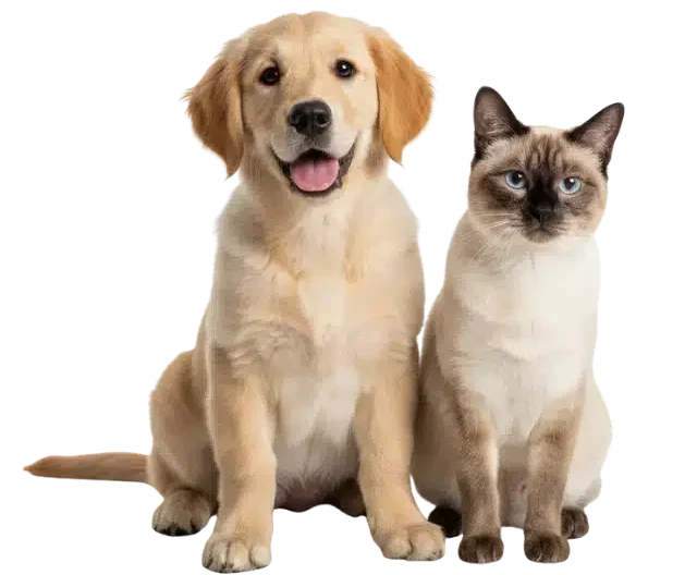 Chien Golden Retriever et chat Siamois complices - Animalerie en ligne Petzy.ma Maroc