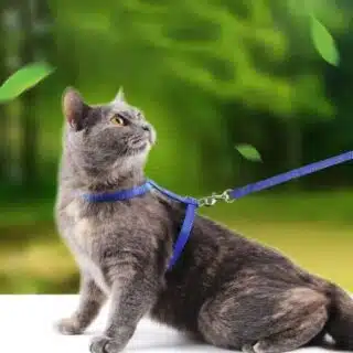 Kit Harnais + Laisse 1.20m pour Chat (Toutes Tailles) – Sécurisé & Réglable — Petzy.ma Maroc