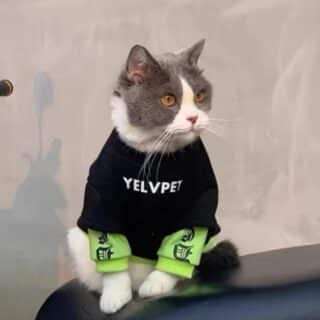 Vêtement confortable YELVPET – Pull chaud en peluche pour chiens et chats de petite à moyenne taille — Petzy.ma Maroc