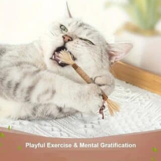 Bâtonnet à mâcher en os naturel pour chat — Petzy.ma Maroc
