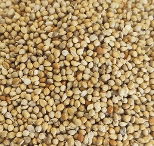Millet pour Oiseaux en Grains - Sac de 1kg, 2kg et 4kg — Petzy.ma Maroc