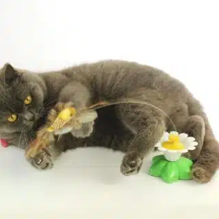 Jouet Papillon Tournant Électrique pour Chat — Petzy.ma Maroc
