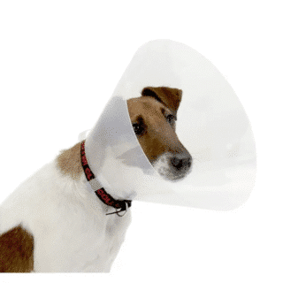 Collier de Protection Cône Canijess pour Chien et Chat — Petzy.ma Maroc