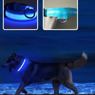 Collier chien lumineux taille M — Petzy.ma Maroc