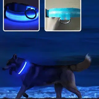 Collier chien lumineux taille M — Petzy.ma Maroc