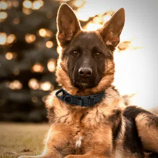 Collier tactique à boucle métallique pour Chien — Petzy.ma Maroc