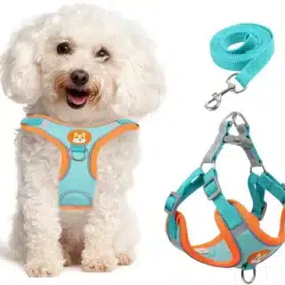 Harnais pour Chien et Chat Avec Laisse – No Pull, Réfléchissant, Ajustable